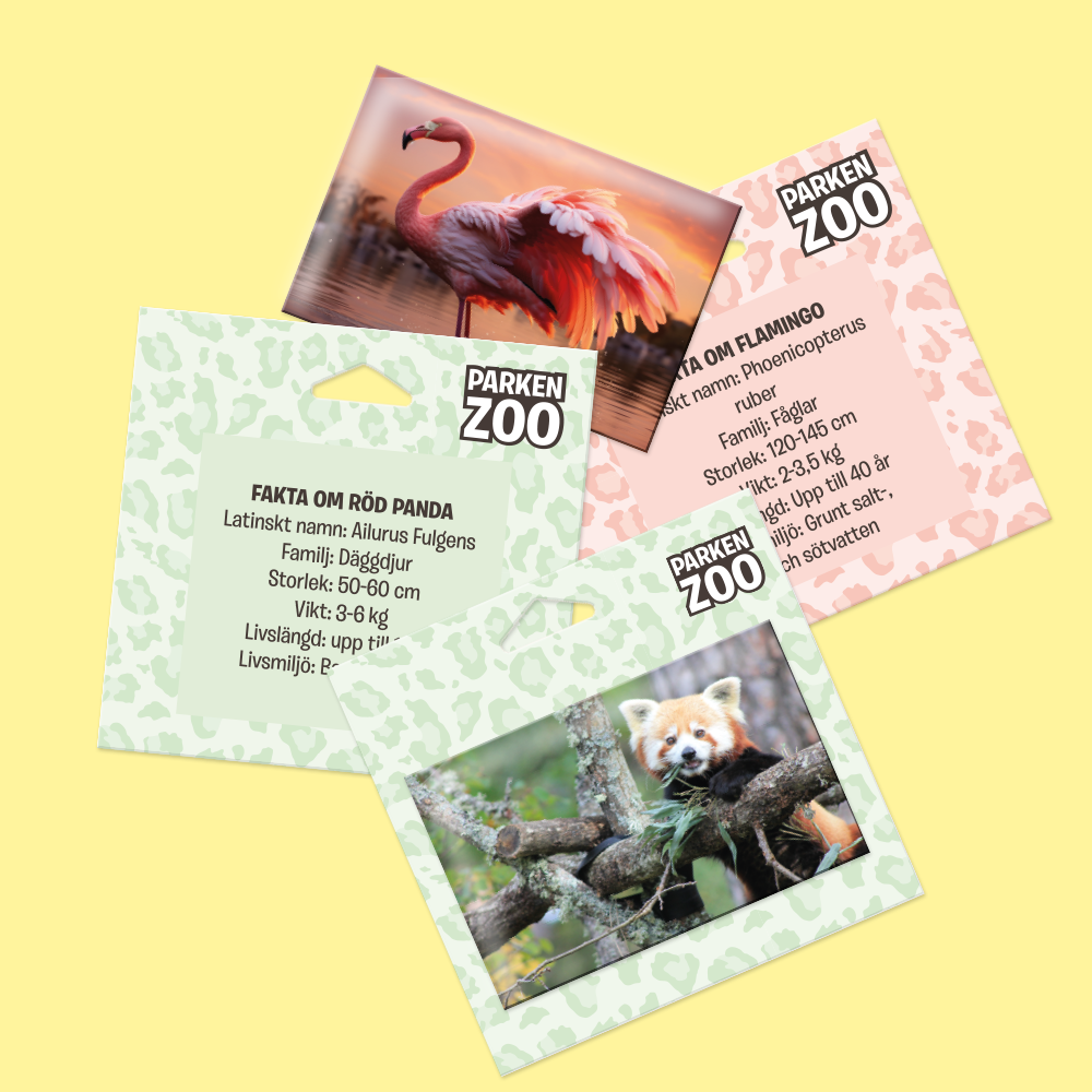 Fyra magneter: två med bilder på en flamingo och en röd panda, två med deras beskrivningar